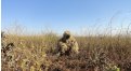 Маскировочный халат Taganrog Друид – купить по цене 3500 руб. в интернет-магазине в городе Тула картинка 17